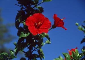 盛岡駅から徒歩2分の快適な滞在を提供：東横INN盛岡駅前の魅力と特徴